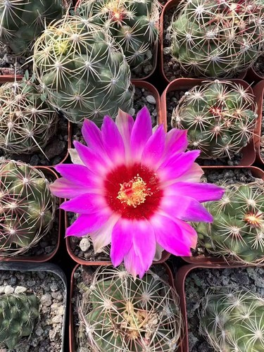 Thelocactus piante cactus - thelocactus,