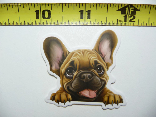 Peeking bulldog francese - bulldog,