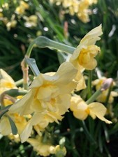 30 bulbi di narciso 'Primrose