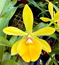 Epicattleya Golden Spring