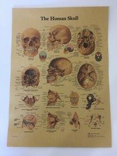 Poster medico teschio umano