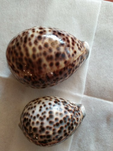 Conchiglia cypraea tigris - , 85mm