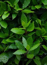 Alloro "Laurus Nobilis" piante