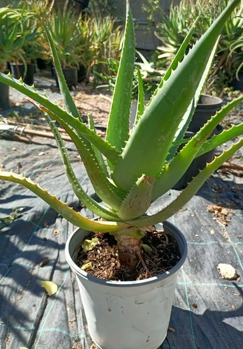 Piante aloe arborescens in - piante,