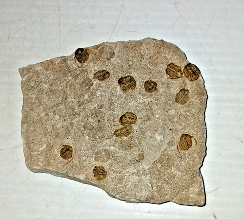 Moltissimi piatti multipli - , a