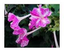 7 piante Mirabilis jalapa
