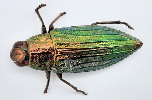 Buprestidae crisodema eximia - buprestidae,,