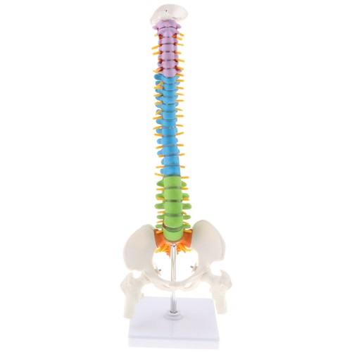 Colonna vertebrale modello