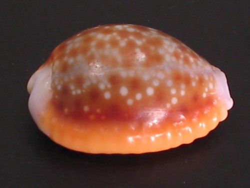 Super arancione cypraea - super, arancione...cypraea