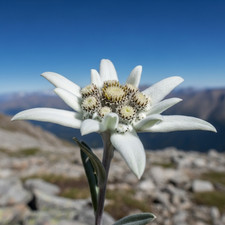 Stella Alpina – 30 Semi – Foglie Lanceolate Verde-Grigio, Pianta Lanuggine Bianc