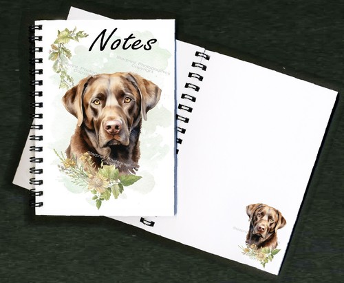 Labrador retriever chocolate - labrador,