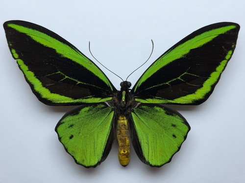 Ornithoptera priamus poseidon