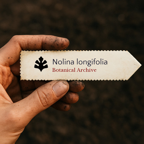 Nolina longifolia seeds - -,