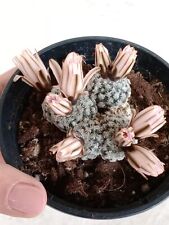 Turbinicarpus Pulcherrimus -