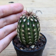Echinocereus chloranthus Vaso