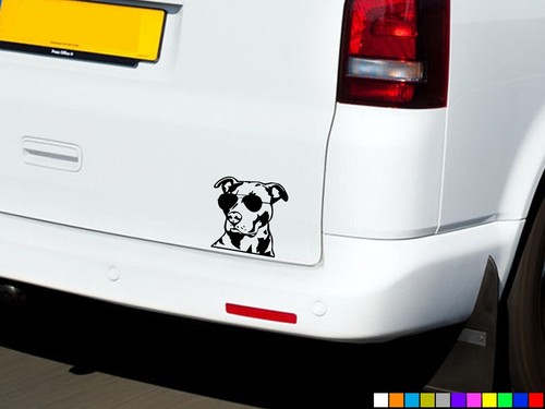 Adesivi auto cane pitbull - adesivi,