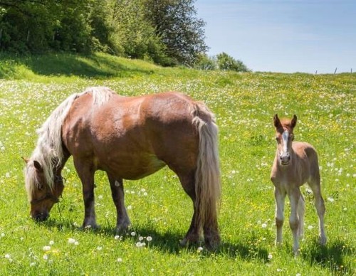 Magnete cavalli haflinger - cavalli,