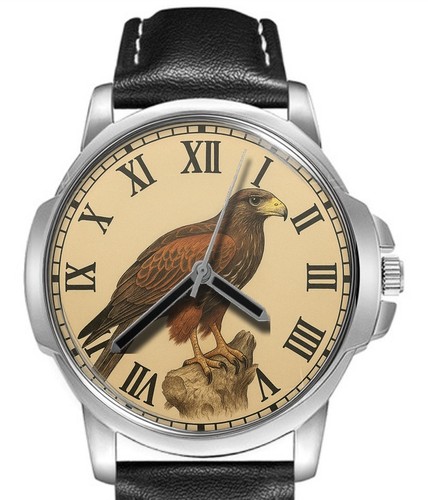 Falco harris predatore - falco,
