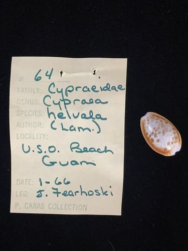 Cypraea helvola uso beach - cypraea,
