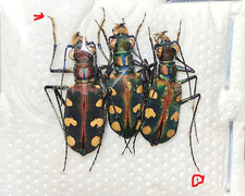 CICINDELA Cosmodela
