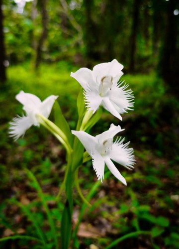 Lampadine rare pecteilis - 2,