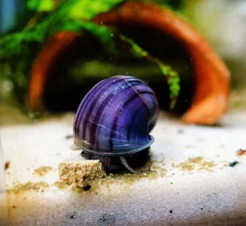 Offerta lumaca acquario - 🔥​offerta,