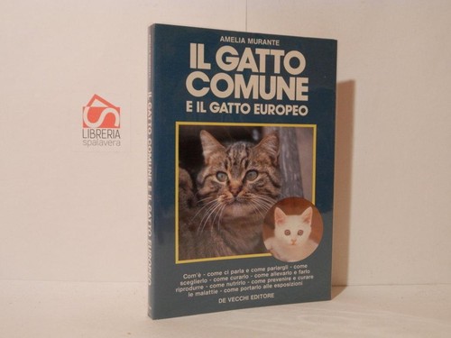Gatto comune - o,