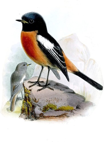 Piastrella redstart gola - redstart,