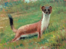 World Animal Faina Giacomo