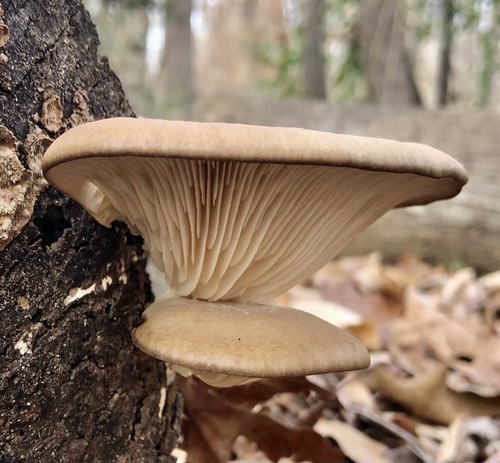 Coltura liquida per - , funghi