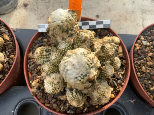 124 copiapoa laui wysiwyg - laui,