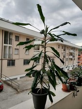 Dracoena Fragrans tronchetto