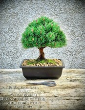 Pinus uncinata "Nana" -