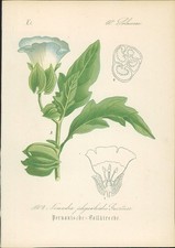 Chromolithographie 