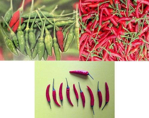 Semi thai chili pepper - di, +