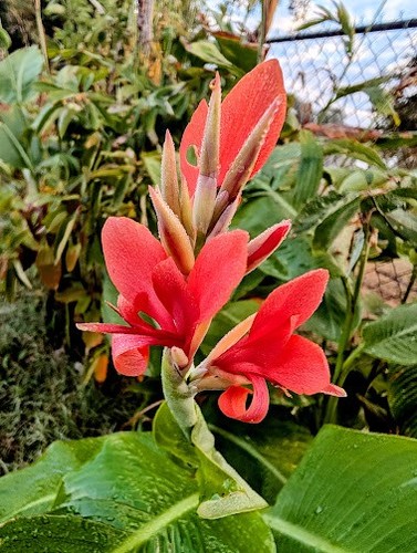 Giant canna lily seeds - lily,