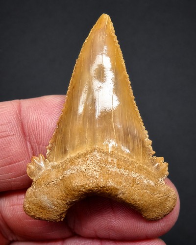Dente squalo - di,