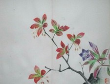 Pieris flower giapponese - flower,