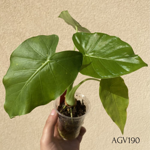 Alocasia gageana variegata - alocasia,