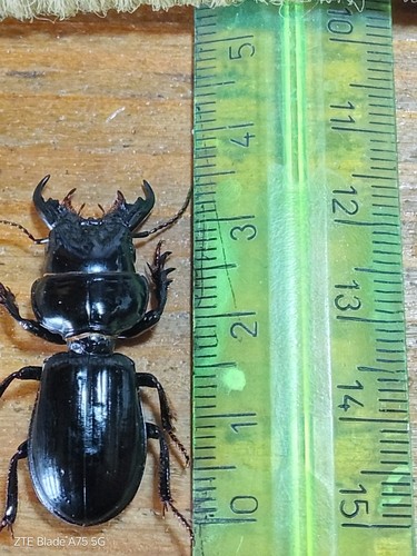 Coleoptera carabidae scarites - coleoptera,