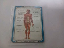 IL Corpo Umano Schede Tabelle Figurine In Metallo * Vintage