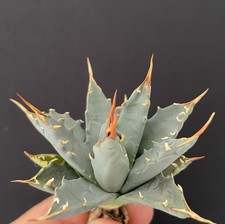 Big agave utahensis - agave,