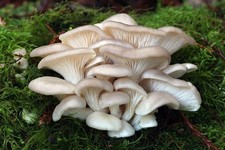 Pleurotus ostreatus Florida
