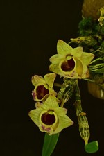 Dendrobium hekouense orchidea