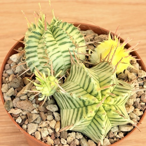 Euphorbia pulvinata - , f