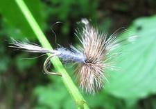 Mosche Gilchrist. 3 mosche secche ADAM'S. Con e senza gancio. Trota