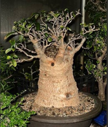 Baobab adansonia digitata - baobab,