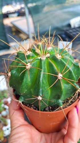 Ferocactus echidne - , v