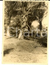 1937 AOI SCIALAMBOD / VITTORIO D'AFRICA (SOMALIA) Italiana tra le palme *Foto 