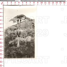 J7129 ALGERIA الجزائر